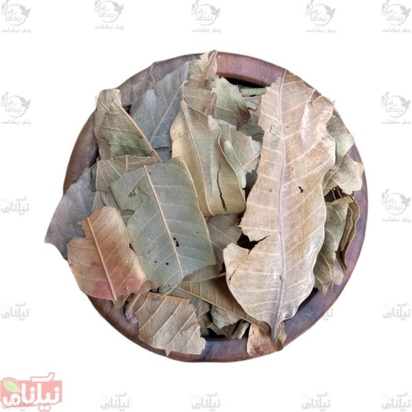 برگ انبه خرید برگ انبه خواص برگ انبه