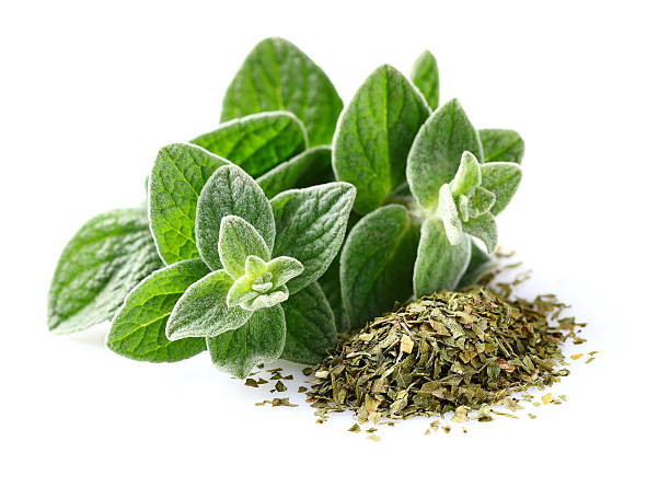 گیاه ارگانو جلوگیری از ابتلا به سرطان