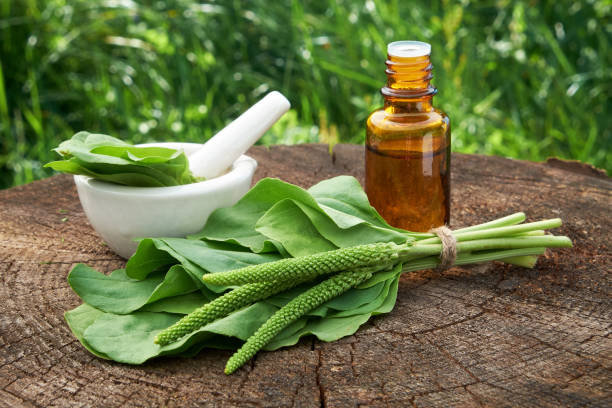 گیاه بارهنگ جلوگیری از ابتلا به سرطان
