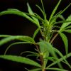 بهترین گیاهان دارویی