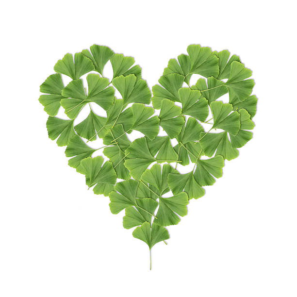 تقویت قلب با گیاهان دارویی 13 جینکو بیلوبا تقویت کننده قلب ginkgo biloba