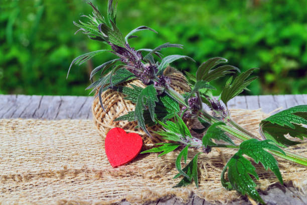 تقویت قلب با گیاهان دارویی 9 مادرورت تقویت کننده قلب motherwort
