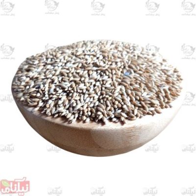 کتان پرنده دانه کتان پرنده قیمت کتان پرنده قیمت عمده دانه کتان پرنده