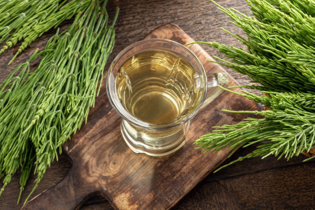 گیاه دم اسبی جلوگیری از ابتلا به سرطان