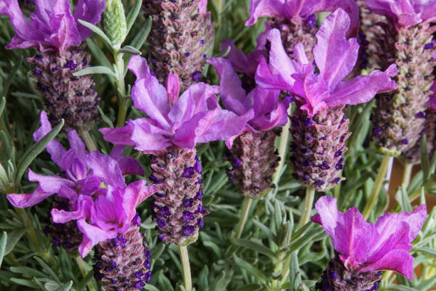 اسطوخودوس برای کاهش فشار خون
