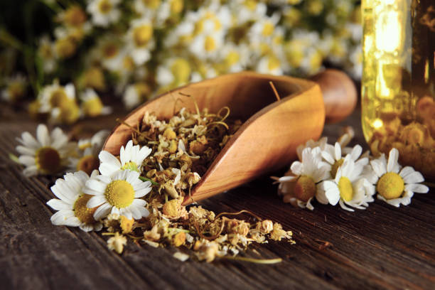 داروی گیاهی برای تقویت موی سر 7 بابونه برای تقویت موی سر