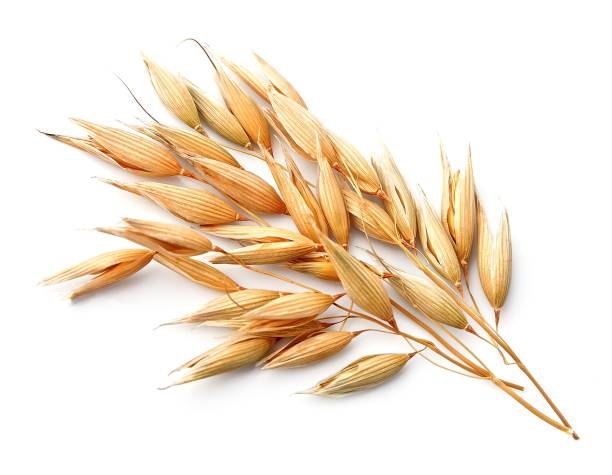غذاهای مفید برای فشار خون بالا 7 جو دوسر برای کاهش فشار خون