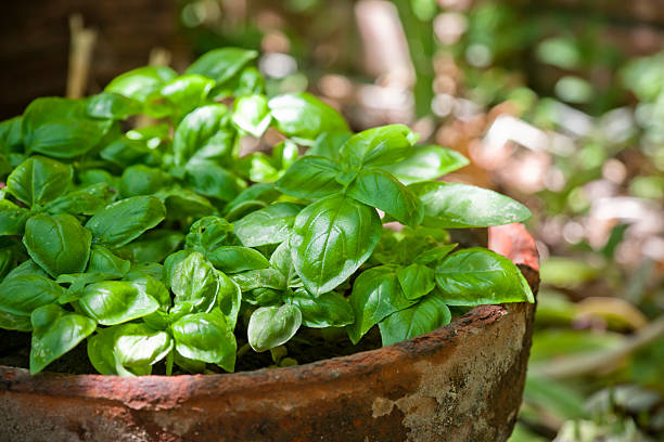 سبزی ریحان برای کاهش فشار خون