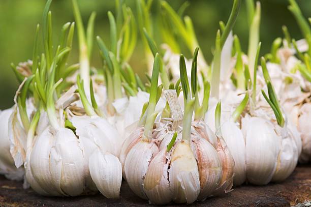 سیر برای کاهش فشار خون