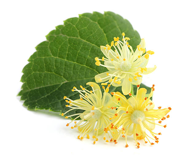 گیاه پنجه گربه ای برای کاهش فشار خون