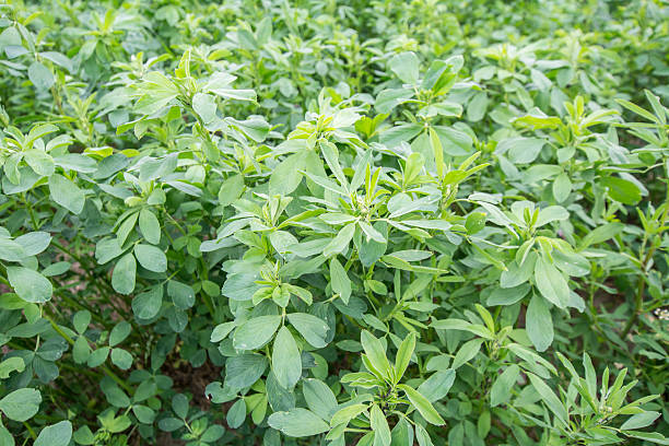 عرق یونجه چیست 7 خواص عرق یونجه