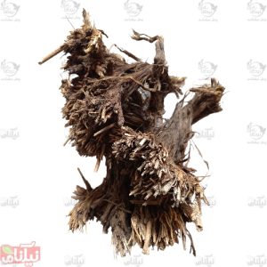 ریشه بابا آدم