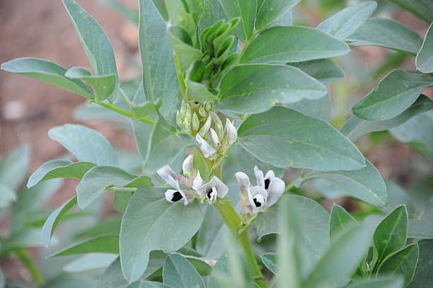 عرق یونجه چیست 8 نحوه مصرف عرق یونجه