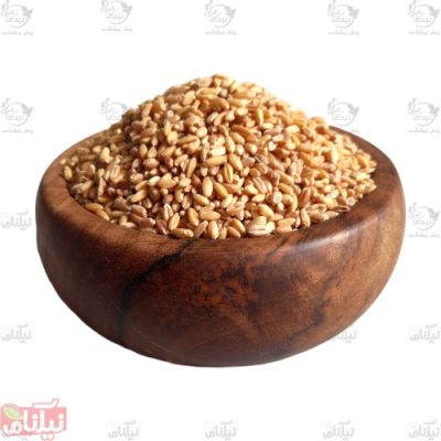 گندم مرغی
