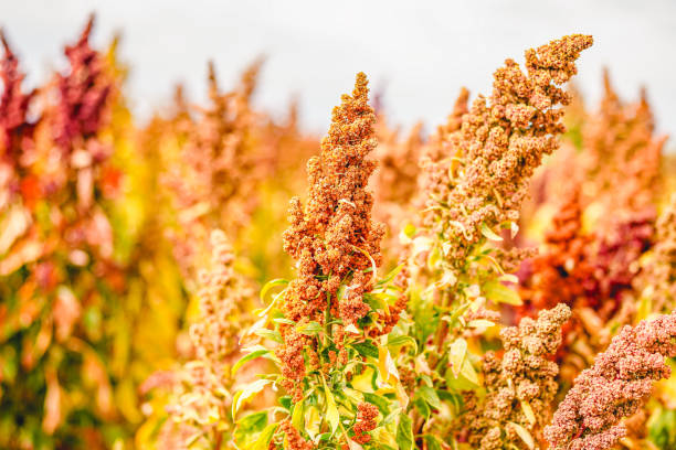 خواص گیاه تاج خروس برای کاهش کلسترول