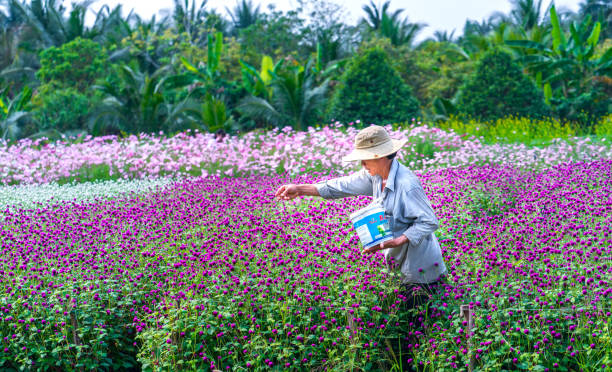 خواص ضد التهابی گیاه تاج خروس